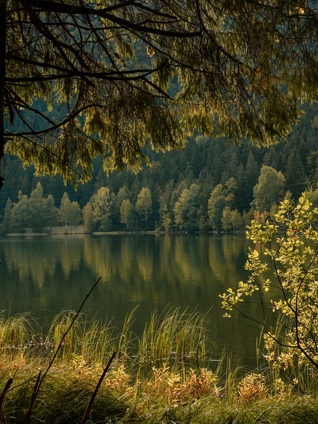 En lugn sjö speglar träden i en tät skog.